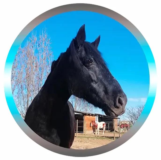Soin Énergétique pour Cheval À distance