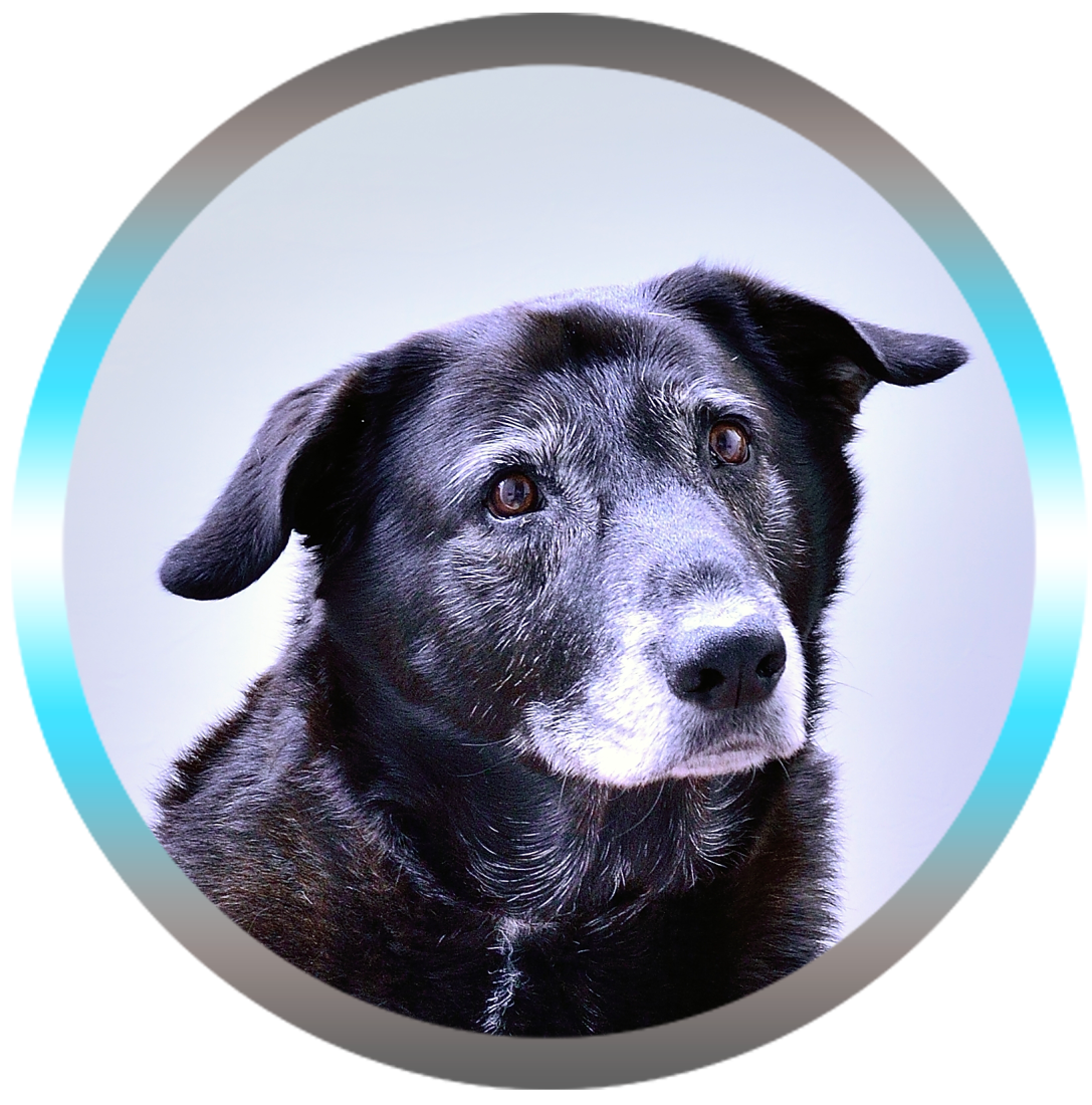 Soin Énergétique pour Chien,Chat & NAC À distance.