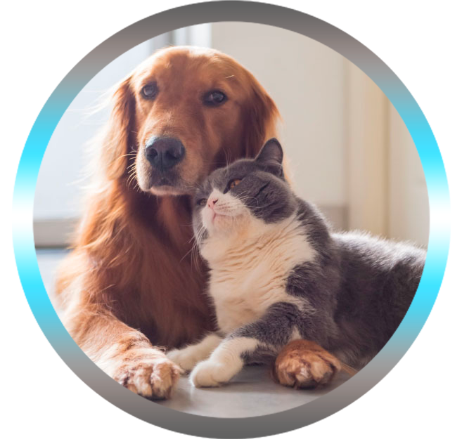 Soin Énergétique animalier sur photo