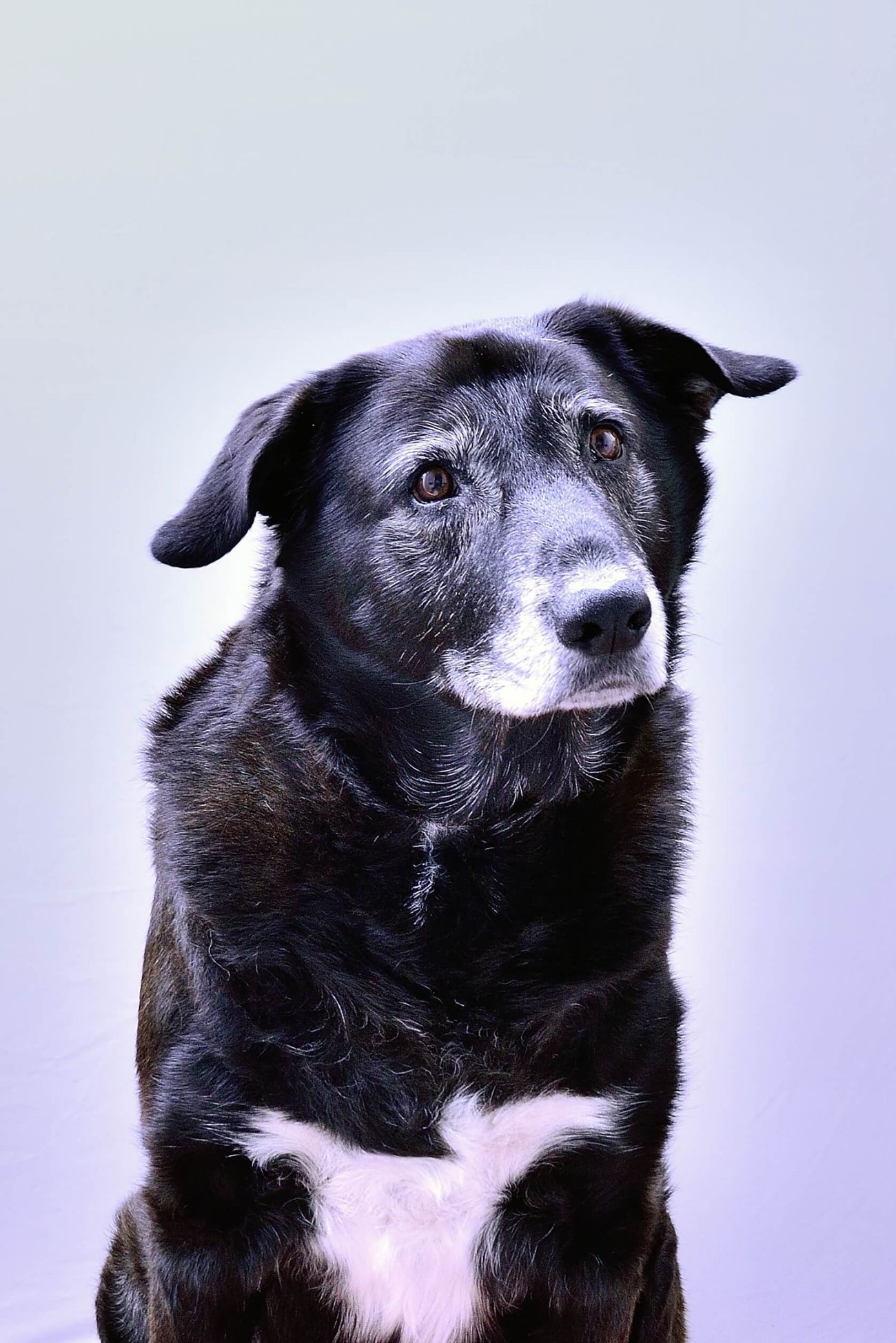 Soin énergétique pour chien avec Dadou à La Voie de Lumière.