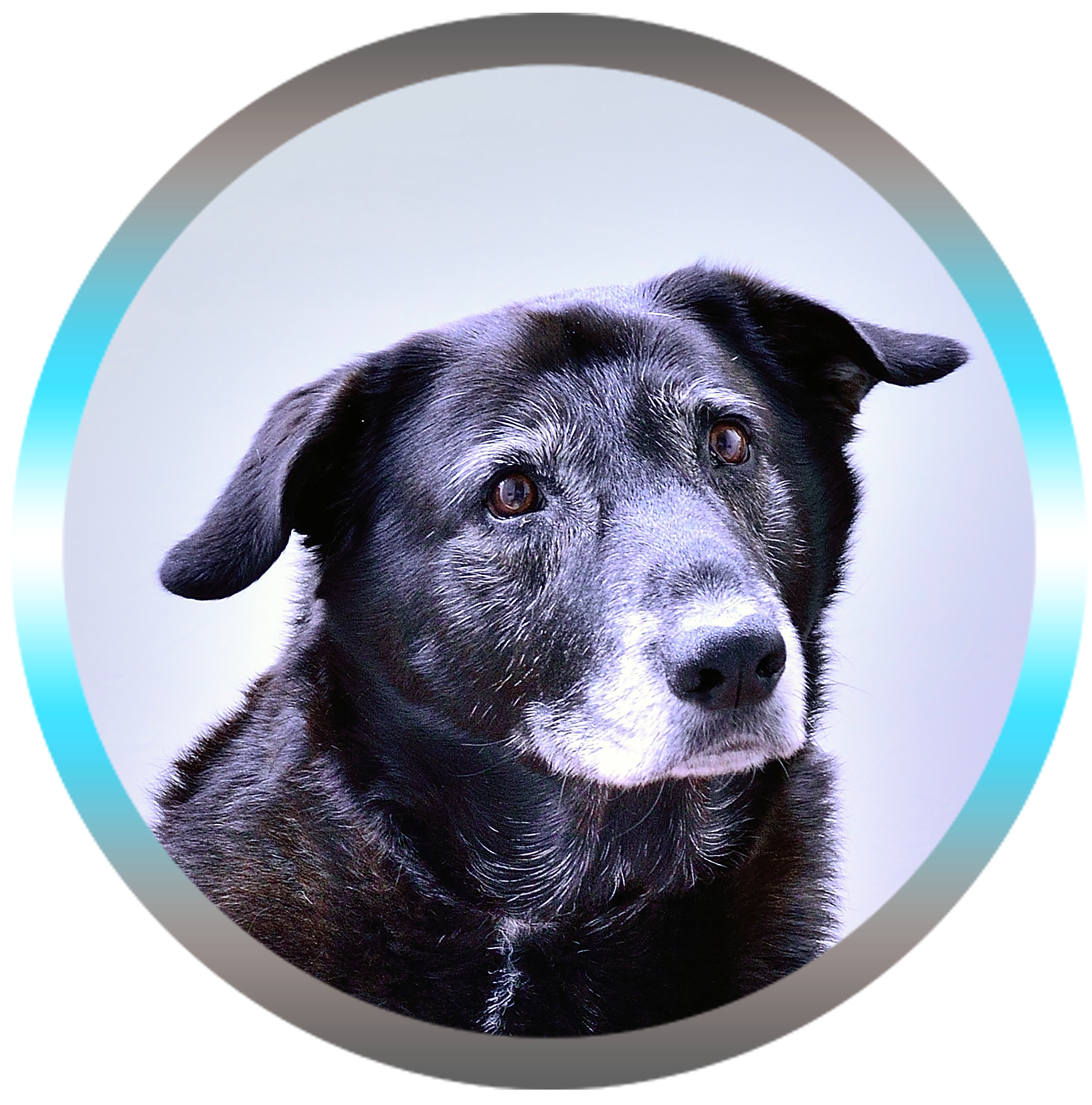 Soins énergétiques animaux Dadou