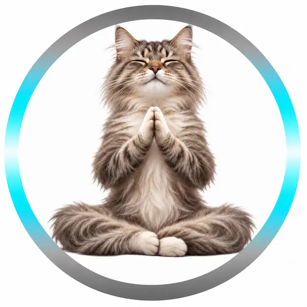 Chat détendu en position de méditation, illustrant le soin énergétique et le magnétisme pour chats 