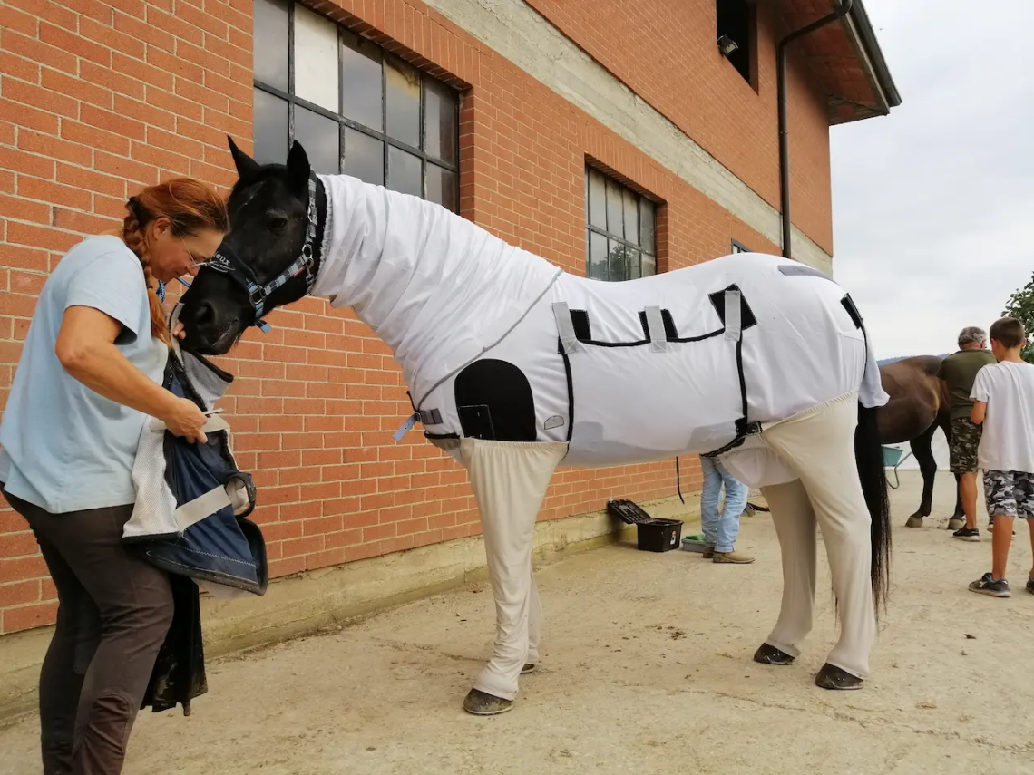 Cheval Arrow souffrant de dermite estivale récidivante (DER) en été 2019