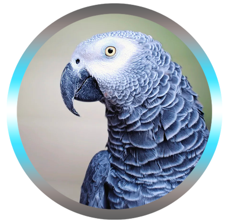 soins energétiques animaux (perroquet)