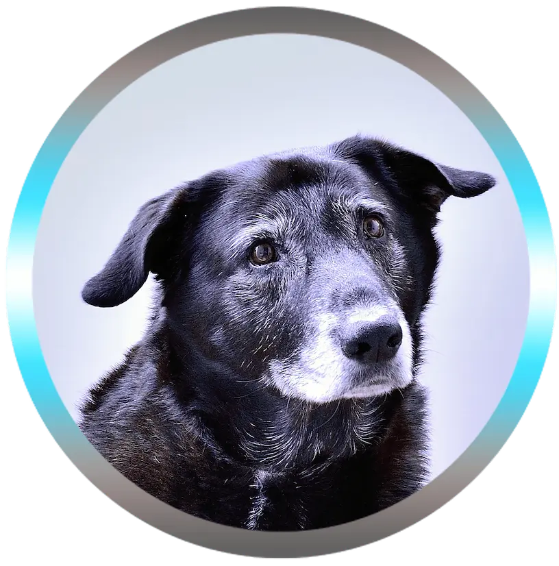 Soins énergétiques animaux Dadou