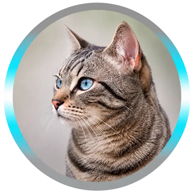 Chat illustrant les soins énergétiques à distance pour les chats