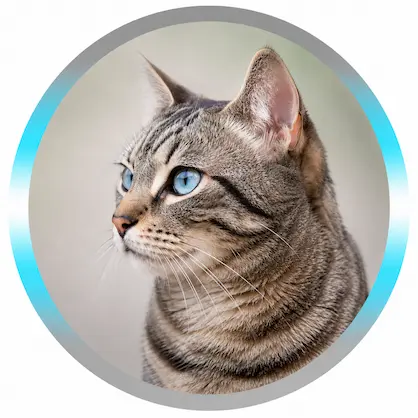 Soin énergétique à distance pour chat
