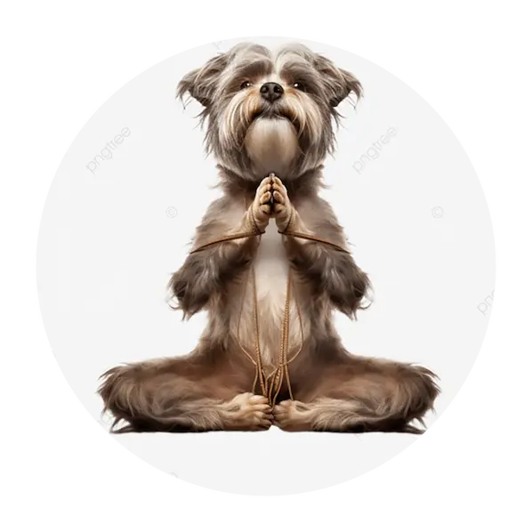 soins énergétiques animaliers à distance