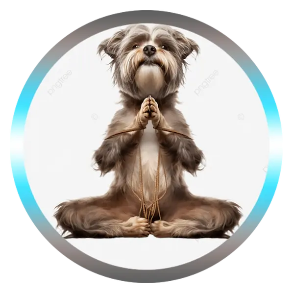 La voie de lumière chien zen