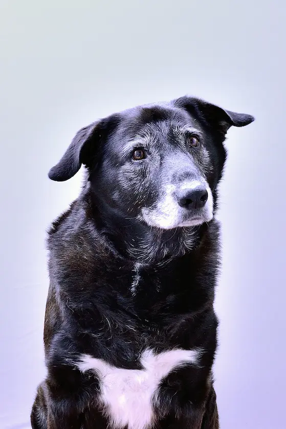 Dadou, le chien de Sophie, au cœur de son histoire avec les animaux