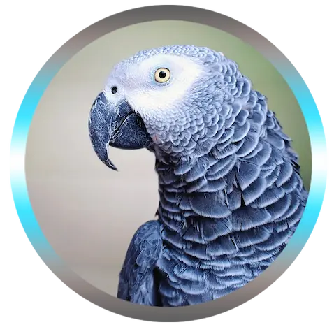 soins energétiques pour tous les animaux