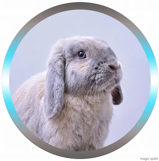 soin énergétique à distance pour Lapin bélier