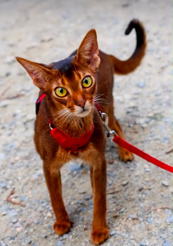 Jeune chatte pleine de vitalité en harnais rouge, apaisée et en pleine forme après un soin énergétique pour une inflammation intestinale.