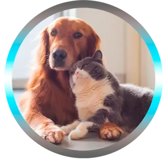 Soins énergétiques à distance pour chien et chat