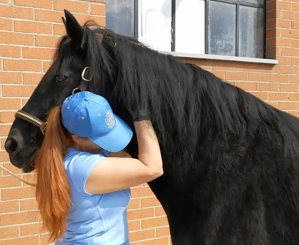 Sophie enlace Arrow, son cheval irlandais